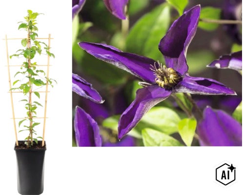 Waldrebe Clematis im Topf mit Rankhilfe und Detailaufnahme der violetten Blüte. (Image AI modified or generated)