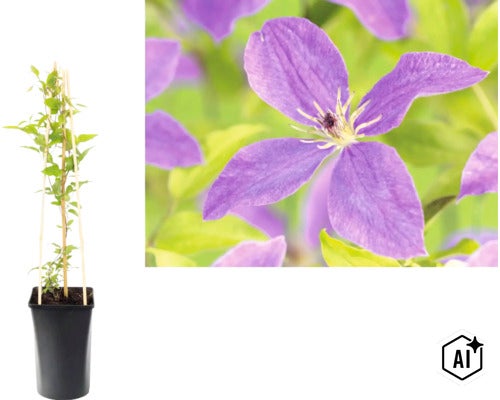 Waldrebe Clematis im schwarzen Topf mit Rankhilfe aus Holz und Detailansicht einer violetten Blüte. (Image AI modified or generated)