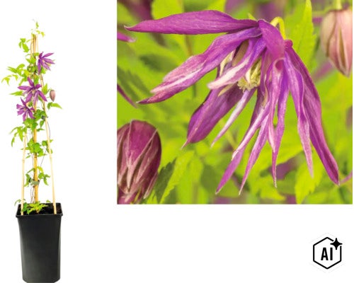 Clematis Alpen-Waldrebe im schwarzen Topf mit Bambusstäben als Rankhilfe und Nahaufnahme der violetten Blüte. (Image AI modified or generated)