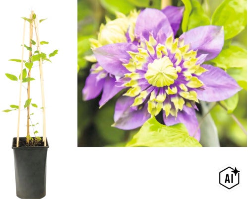Waldrebe Clematis im schwarzen Topf mit hölzerner Rankhilfe und eine Nahaufnahme der gefüllten violett-gelben Blüte. (Image AI modified or generated)