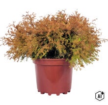 Nadelgehölz im Kunststofftopf mit gelb-braunem Laub für den Garten. (Image AI modified or generated)