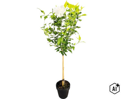 Weiß blühender Hibiscus syriacus als Hochstamm im schwarzen Kunststofftopf, mit einem Bambusstab gestützt. (Image AI modified or generated)