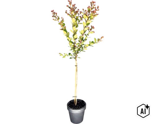 Lagerstroemia-Stämmchen im Topf mit grünen Blättern und roten Blütenknospen. (Image AI modified or generated)