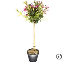 Weigelie als Hochstämmchen mit grün-gelbem Laub und purpurfarbenen Blüten in einem dunklen Pflanztopf. (Image AI modified or generated)
