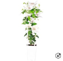 Clematis mit weißen Blüten an einer Kletterhilfe im Pflanztopf. (Image AI modified or generated)