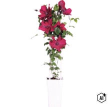 Kletternde Waldrebe mit großen dunkelroten Blüten an einer weißen Rankhilfe in einem weißen Pflanztopf. (Image AI modified or generated)