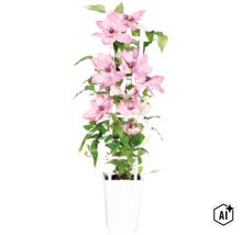Clematis-Pflanze mit rosa Blüten an einem weißen Rankgitter in einem weißen Pflanztopf. (Image AI modified or generated)