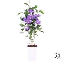 Clematis Waldrebe mit violetten Blüten an einem weißen Klettergerüst in einem weißen Kunststofftopf. (Image AI modified or generated)