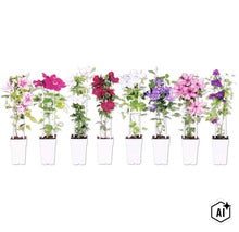 Acht verschiedene Waldreben (Clematis) in weißen Töpfen mit Rankhilfen, mit Blüten in diversen Farben wie Rosa, Weiß, Rot und Blau. (Image AI modified or generated)