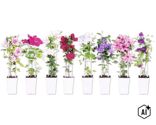 Acht verschiedene Waldreben (Clematis) in weißen Töpfen mit Rankhilfen, mit Blüten in diversen Farben wie Rosa, Weiß, Rot und Blau. (Image AI modified or generated)