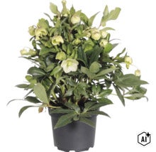 Christrose (Helleborus) im schwarzen Kunststofftopf mit hellen Blüten und Knospen. (Image AI modified or generated)