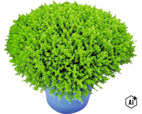 Polsterbildendes Kissenkraut mit dichten grünen Trieben in einem blauen Topf. (Image AI modified or generated)