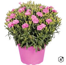 Nelke Dianthus in einem pinken Kunststofftopf mit vielen Blüten und Knospen. (Image AI modified or generated)