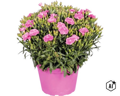 Nelke Dianthus in einem pinken Kunststofftopf mit vielen Blüten und Knospen. (Image AI modified or generated)