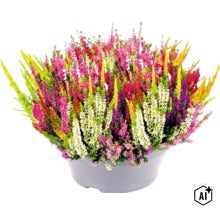 Mehrfarbige Besenheide Calluna vulgaris im Mix in einer Pflanzschale für Garten und Balkon. (Image AI modified or generated)