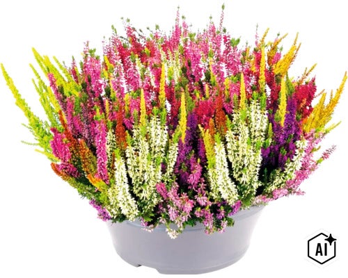 Mehrfarbige Besenheide Calluna vulgaris im Mix in einer Pflanzschale für Garten und Balkon. (Image AI modified or generated)