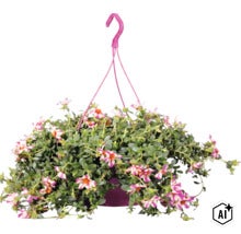 Portulakröschen in einer Blumenampel mit vielen kleinen, weiß-pink gestreiften Blüten und grünen Blättern. (Image AI modified or generated)