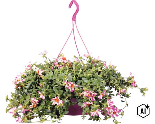 Portulakröschen in einer Blumenampel mit vielen kleinen, weiß-pink gestreiften Blüten und grünen Blättern. (Image AI modified or generated)
