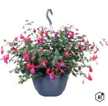 Fuchsie in einer Hängeampel mit zahlreichen Blüten und grünem Laub. (Image AI modified or generated)