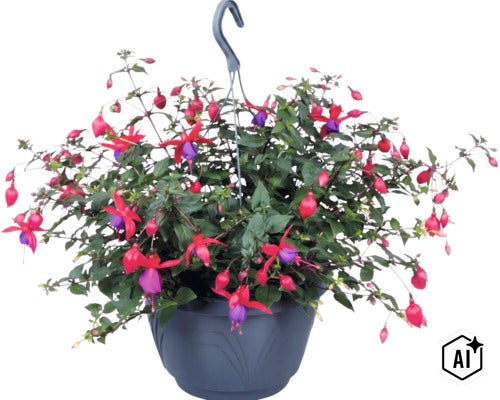 Fuchsie in einer Hängeampel mit zahlreichen Blüten und grünem Laub. (Image AI modified or generated)