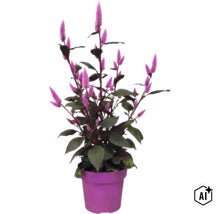 Celosia-Pflanze mit lilafarbenen Blütenähren und dunklen Blättern in einem lilafarbenen Pflanztopf. (Image AI modified or generated)