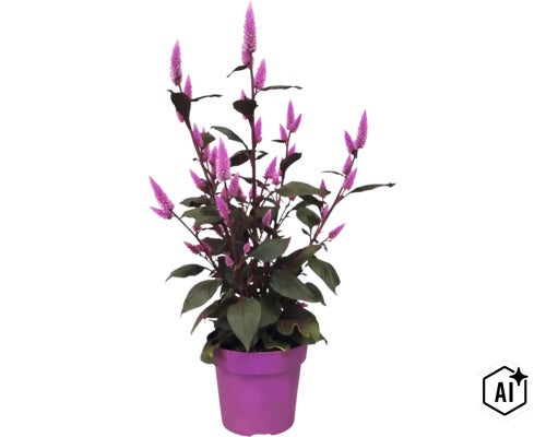 Celosia-Pflanze mit lilafarbenen Blütenähren und dunklen Blättern in einem lilafarbenen Pflanztopf. (Image AI modified or generated)
