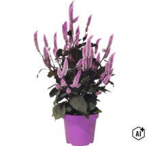 Celosia-Pflanze mit federartigen, violetten Blütenähren und dunklen Blättern in einem violetten Kunststofftopf. (Image AI modified or generated)