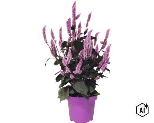 Celosia-Pflanze mit federartigen, violetten Blütenähren und dunklen Blättern in einem violetten Kunststofftopf. (Image AI modified or generated)