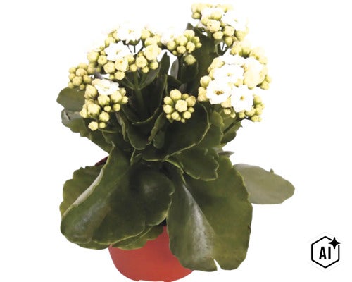 Kalanchoe Flammendes Käthchen mit weißen Blüten und grünen Blättern im Topf (Image AI modified or generated)