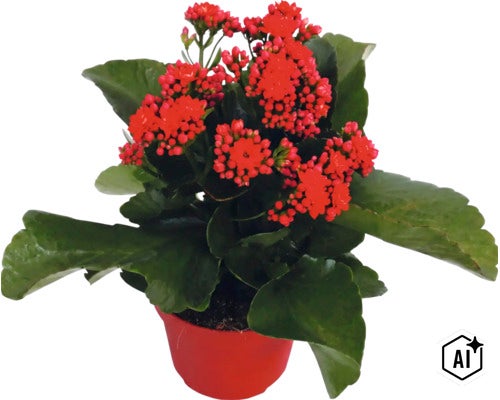 Flammendes Käthchen Kalanchoe mit roten Blüten im roten Topf. (Image AI modified or generated)