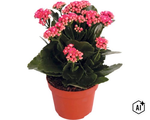 Kalanchoe-Pflanze mit rosafarbenen Blüten im braunen Topf. (Image AI modified or generated)