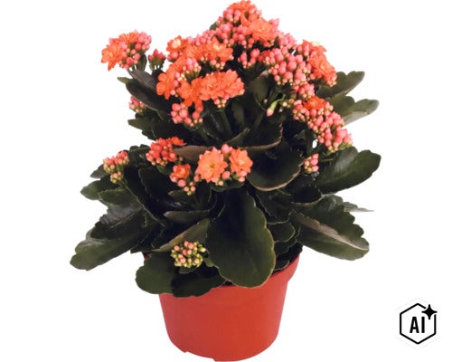 Blühende Kalanchoe Flammendes Käthchen im Kunststofftopf mit dicken, dunkelgrünen Blättern und orangefarbenen Blüten. (Image AI modified or generated)