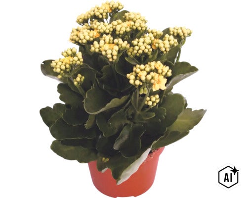 Flammendes Käthchen (Kalanchoe) im Kulturtopf mit gelben Blüten und grünen Blättern (Image AI modified or generated)