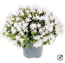 Eine blühende Glockenblume in einem Kunststofftopf mit vielen weißen Blüten und grünen Blättern. (Image AI modified or generated)