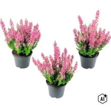 Drei Calluna Besenheide Pflanzen mit rosafarbenen Blüten in schwarzen Kunststofftöpfen. (Image AI modified or generated)