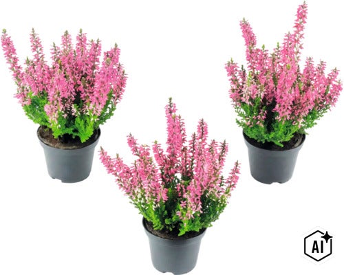 Drei Calluna Besenheide Pflanzen mit rosafarbenen Blüten in schwarzen Kunststofftöpfen. (Image AI modified or generated)