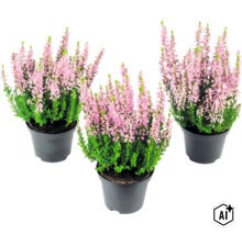 Drei Töpfe mit Besenheide mit rosa Blüten in Kunststofftöpfen. (Image AI modified or generated)
