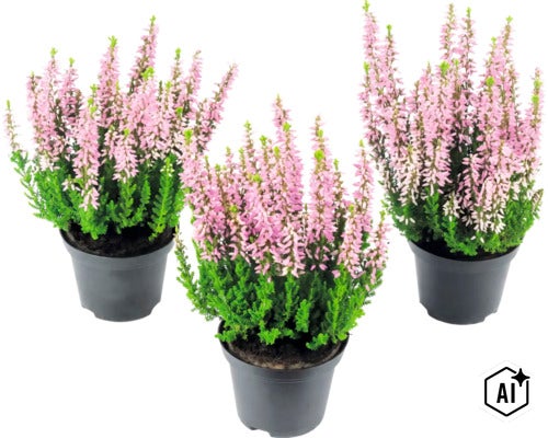 Drei Töpfe mit Besenheide mit rosa Blüten in Kunststofftöpfen. (Image AI modified or generated)