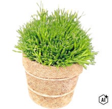 Rhipsalis Korallenkaktus Zimmerpflanze in einem runden Topf aus Kokosfasern (Image AI modified or generated)