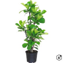 Künstliche Geigenfeige Ficus lyrata in einem Kunststofftopf als dekorative Zimmerpflanze für Innenräume (Image AI modified or generated)