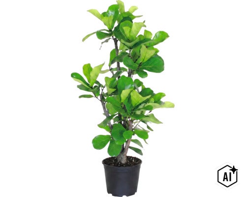 Künstliche Geigenfeige Ficus lyrata in einem Kunststofftopf als dekorative Zimmerpflanze für Innenräume (Image AI modified or generated)