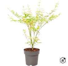 Japanischer Ahorn als Gartenpflanze im Kunststofftopf (Image AI modified or generated)