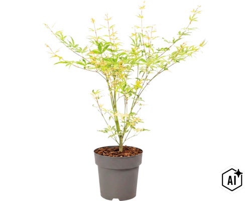Japanischer Ahorn als Gartenpflanze im Kunststofftopf (Image AI modified or generated)