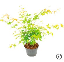 Japanischer Ahorn im Kunststofftopf mit Rindenmulch als Gartenpflanze (Image AI modified or generated)