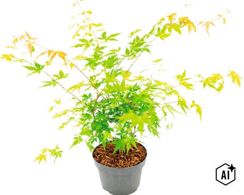 Japanischer Ahorn im Kunststofftopf mit Rindenmulch als Gartenpflanze (Image AI modified or generated)