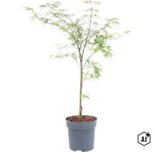 Japanischer Ahorn im Pflanztopf mit filigranen gefiederten Blättern und Stützstab (Image AI modified or generated)
