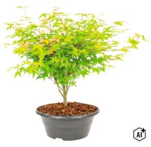 Fächerahorn Acer palmatum als kleine Pflanze im Kunststofftopf mit Rindenmulch als Zierpflanze für den Garten. (Image AI modified or generated)
