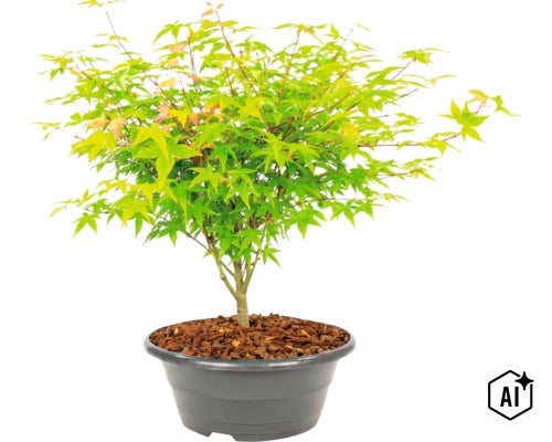 Fächerahorn Acer palmatum als kleine Pflanze im Kunststofftopf mit Rindenmulch als Zierpflanze für den Garten. (Image AI modified or generated)