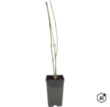 Junger Ahorn Baum mit kahlen Zweigen in einem schwarzen Kunststoffpflanztopf (Image AI modified or generated)