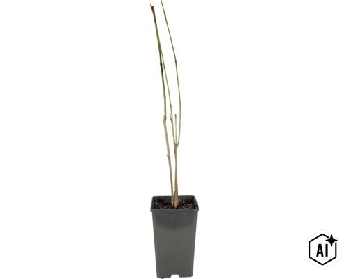 Junger Ahorn Baum mit kahlen Zweigen in einem schwarzen Kunststoffpflanztopf (Image AI modified or generated)